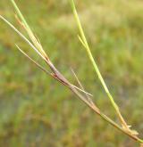 ostřice šlahounovitá <i>(Carex chordorrhiza)</i> / Habitus