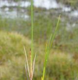 ostřice šlahounovitá <i>(Carex chordorrhiza)</i> / Habitus