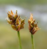 ostřice šlahounovitá <i>(Carex chordorrhiza)</i> / Květ/Květenství