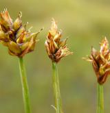 ostřice šlahounovitá <i>(Carex chordorrhiza)</i> / Květ/Květenství