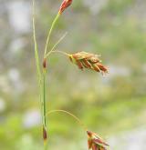 ostřice bažinná <i>(Carex limosa)</i> / Květ/Květenství