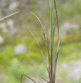 ostřice bažinná <i>(Carex limosa)</i> / Habitus