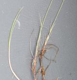 ostřice bažinná <i>(Carex limosa)</i> / Habitus