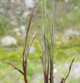 ostřice bažinná <i>(Carex limosa)</i> / Habitus