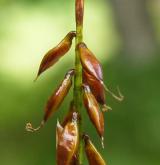 ostřice blešní <i>(Carex pulicaris)</i> / Plod