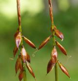 ostřice blešní <i>(Carex pulicaris)</i> / Plod