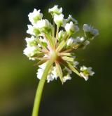 rozpuk jízlivý  <i>(Cicuta virosa)</i> / Květ/Květenství