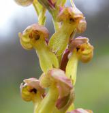 vemeníček zelený <i>(Coeloglossum viride)</i> / Květ/Květenství