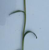 vemeníček zelený <i>(Coeloglossum viride)</i> / Habitus