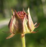 mochna bahenní <i>(Potentilla palustris)</i> / Plod