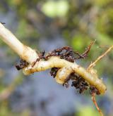 korálice trojklaná <i>(Corallorhiza trifida)</i> / Zásobní orgán/orgán klonálního růstu