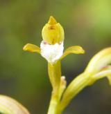 korálice trojklaná <i>(Corallorhiza trifida)</i> / Květ/Květenství