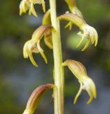 korálice trojklaná <i>(Corallorhiza trifida)</i> / Květ/Květenství