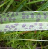 prstnatec plamatý <i>(Dactylorhiza maculata)</i> / List