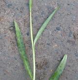 prstnatec plamatý <i>(Dactylorhiza maculata)</i> / Habitus