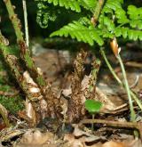 kapraď rozložená <i>(Dryopteris dilatata)</i> / Ostatní