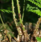 kapraď rozložená <i>(Dryopteris dilatata)</i> / Ostatní