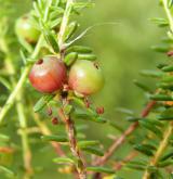 šicha oboupohlavná  <i>(Empetrum hermaphroditum)</i>