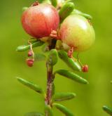 šicha oboupohlavná  <i>(Empetrum hermaphroditum)</i>