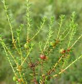 šicha oboupohlavná  <i>(Empetrum hermaphroditum)</i>