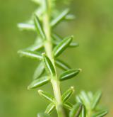 šicha oboupohlavná  <i>(Empetrum hermaphroditum)</i>