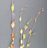 vrbovka žabincolistá <i>(Epilobium alsinifolium)</i> / Habitus