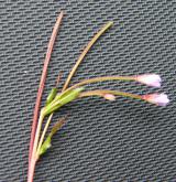 vrbovka žabincolistá <i>(Epilobium alsinifolium)</i> / Květ/Květenství