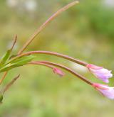 vrbovka žabincolistá <i>(Epilobium alsinifolium)</i> / Květ/Květenství