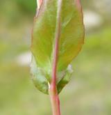 vrbovka žabincolistá <i>(Epilobium alsinifolium)</i> / List