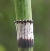 přeslička zimní <i>(Equisetum hyemale)</i> / Stonek