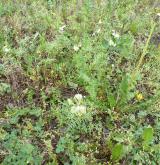 vikev velkokvětá <i>(Vicia grandiflora)</i> / Habitus