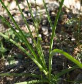 bělozářka liliovitá <i>(Anthericum liliago)</i> / List