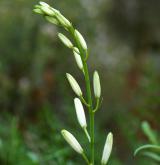 bělozářka liliovitá <i>(Anthericum liliago)</i> / Květ/Květenství