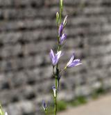 zvonek řepka <i>(Campanula rapunculus)</i> / Květ/Květenství