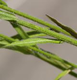 zvonek řepka <i>(Campanula rapunculus)</i> / List