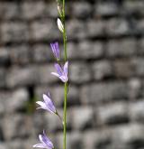 zvonek řepka <i>(Campanula rapunculus)</i> / Květ/Květenství