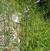 zvonek řepka <i>(Campanula rapunculus)</i> / Habitus