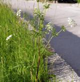 krabilice zlatoplodá <i>(Chaerophyllum aureum)</i> / Habitus