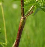 krabilice zlatoplodá <i>(Chaerophyllum aureum)</i> / Stonek