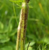 krabilice zlatoplodá <i>(Chaerophyllum aureum)</i> / Stonek