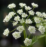 krabilice zlatoplodá <i>(Chaerophyllum aureum)</i> / Květ/Květenství