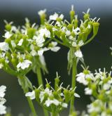 krabilice zlatoplodá <i>(Chaerophyllum aureum)</i> / Květ/Květenství