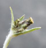 protěž nízká <i>(Gnaphalium supinum)</i> / Květ/Květenství