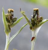 protěž nízká <i>(Gnaphalium supinum)</i> / Květ/Květenství