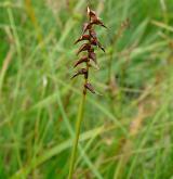 ostřice Davallova <i>(Carex davalliana)</i> / Květ/Květenství