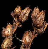 třezalka horská <i>(Hypericum montanum)</i> / Plod