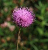 pcháč šedý <i>(Cirsium canum)</i> / Květ/Květenství