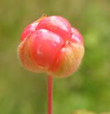 ostružiník moruška <i>(Rubus chamaemorus)</i> / Plod