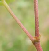 ostružiník moruška <i>(Rubus chamaemorus)</i> / Stonek