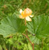 ostružiník moruška <i>(Rubus chamaemorus)</i> / Habitus